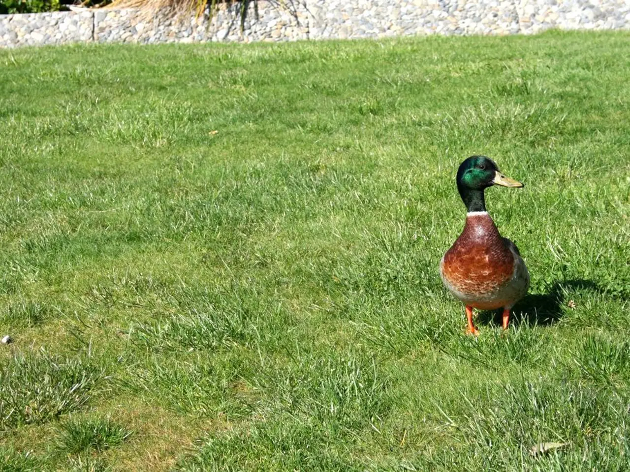 Restored graphics card's life salvaged by a culinary expert - Northwest Repairs revives a faulty...