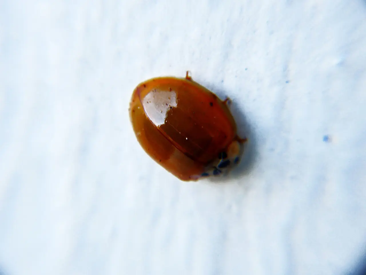 Fix WMI Class Corruption Issues using Qualys TruRisk™