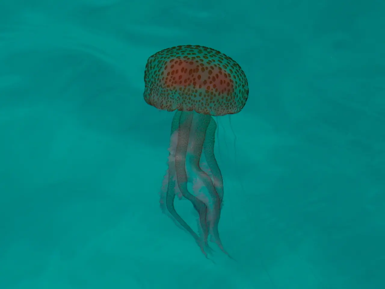 In this image there is a jellyfish in the water.