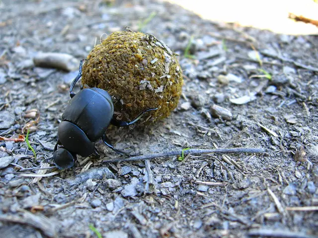 German precision and professional performance combine in new ball heads from Benro and Novoflex...