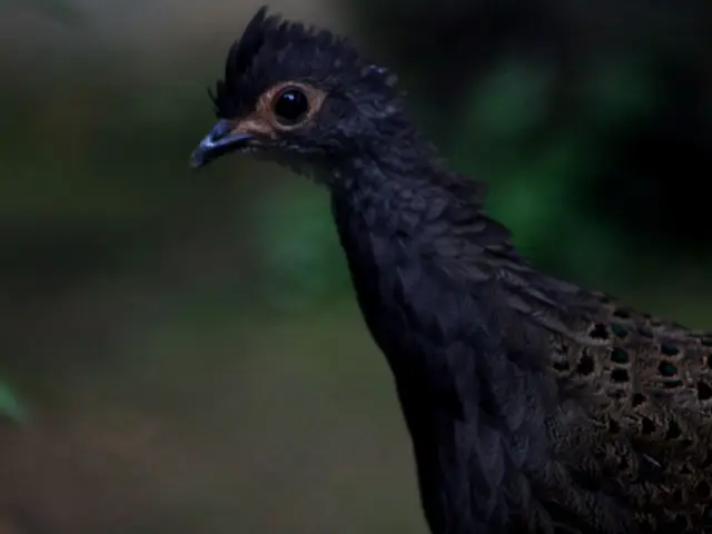 Forest Sound Identifier App: Recognize and Listen to Various Bird Calls with Merlin Bird ID