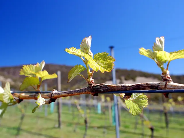 Dynamic Expansion of Functionality, Constant Threat to Stability and Efficiency in Our World