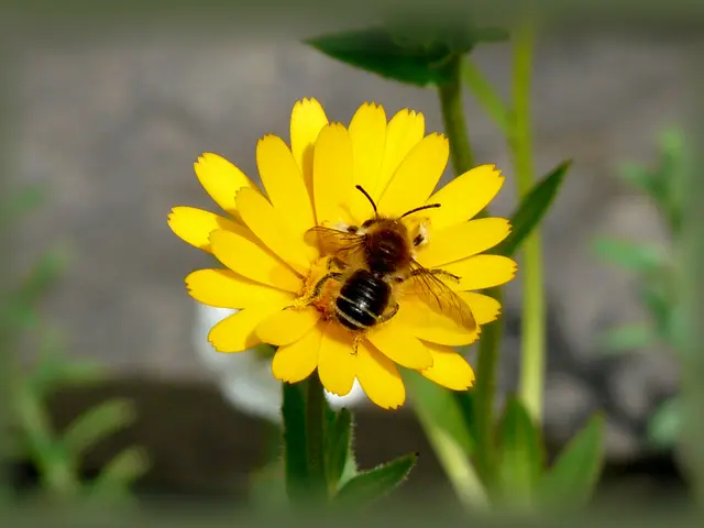 Fifth edition of "No Bees, No Life" magazine published on our website