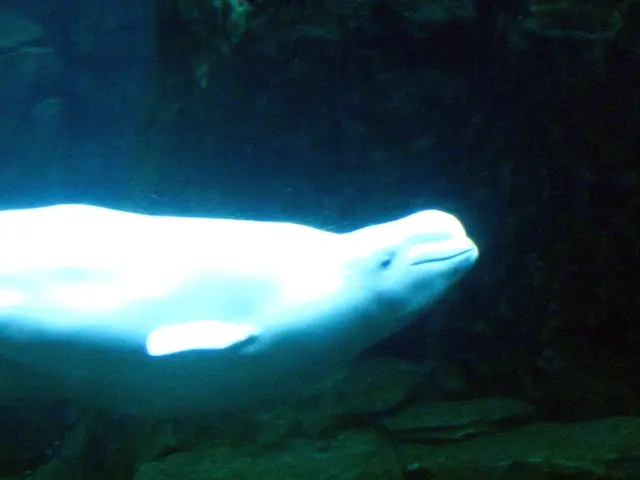 Field Report: Initial Experiences with Marelux from a Customer's Perspective