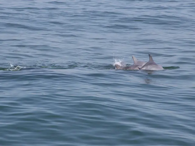 Discovered Location of World's Oldest Vertebrate for Its Offspring