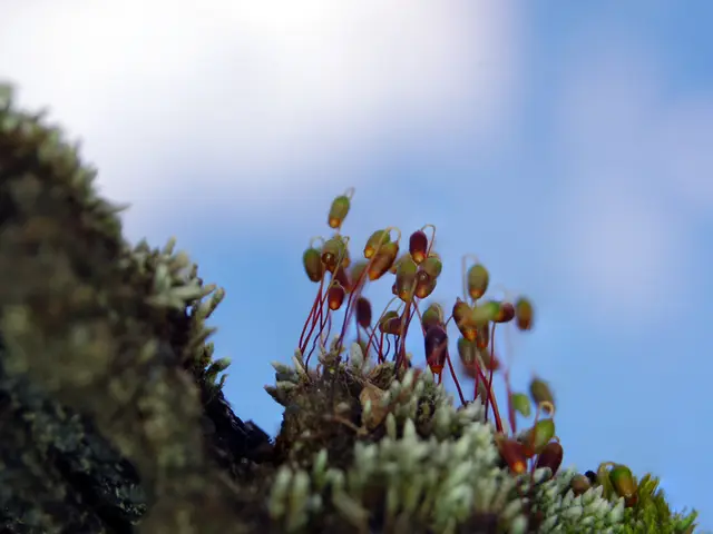 Ideal Focal Length for Stunning Astrophotography (Statistics)