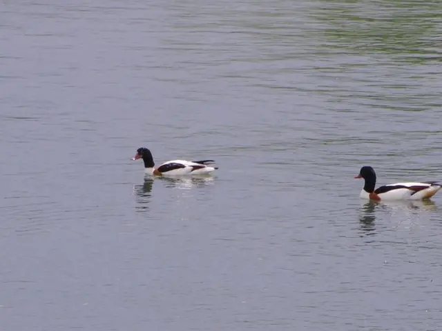 Navigational Mysteries Unveiled: Exploring the Stealthy Role of Earth's Magnetic Field in Piloting...