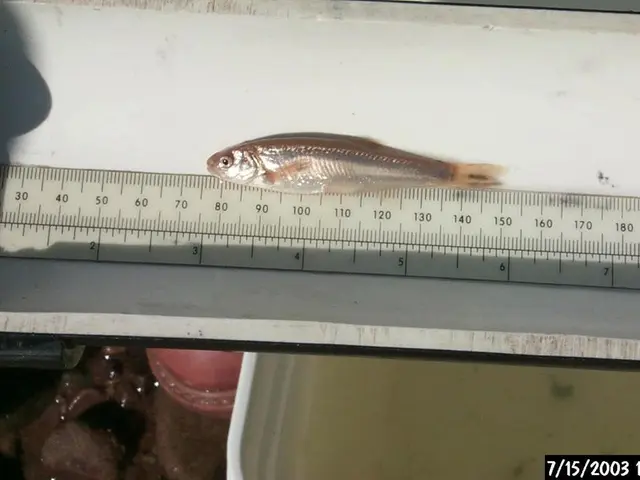 Creating a Program Schedule in Microsoft Excel (Year 2025)