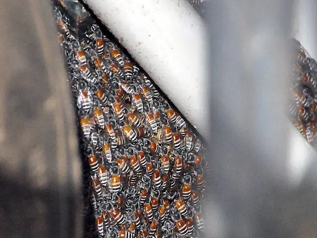 "No subscription costs on our website for the years 2024 and 2025"