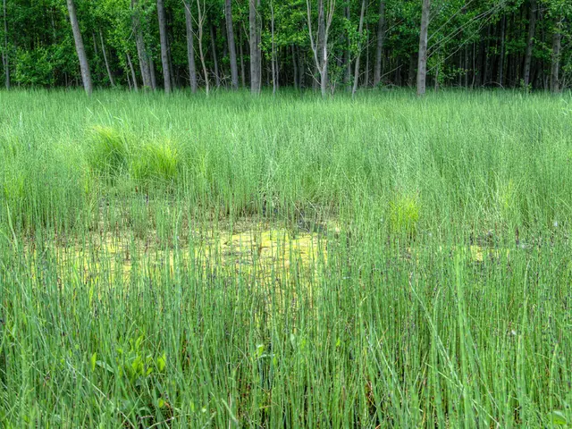 Agrotech Implementation Mishaps: Explained and Solutions Provided Through Minimum Viable Ecosystem...