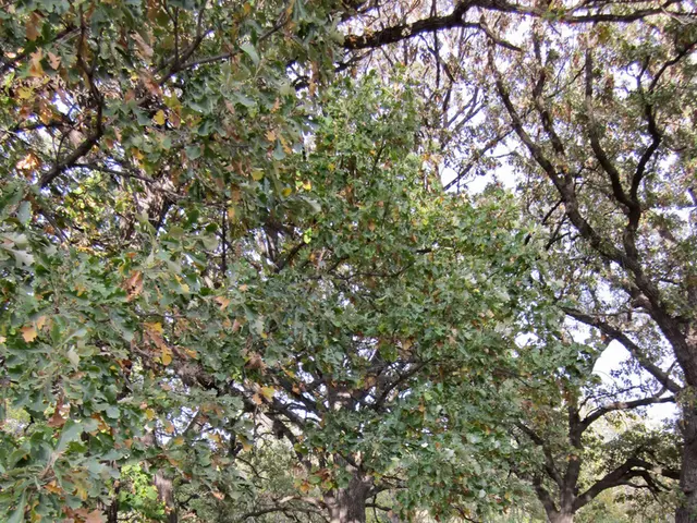 Cemetery Caretaker Reveals Techniques Behind Visual Enhancements