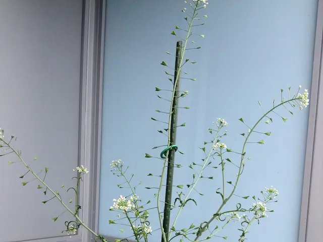 Utilize your balcony solar setup for optimal energy output.