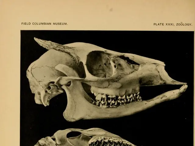 Neanderthal Intelligence Unveiled: An Examination of Their True Cognitive Capabilities