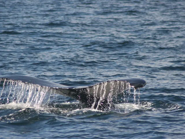 Ethereum's Whales and Key Players Bolster Their Positions, Fueling Optimism for an Altcoin Rally