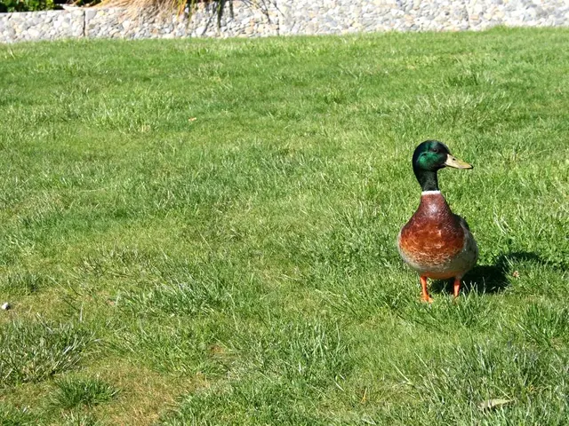 Restored graphics card's life salvaged by a culinary expert - Northwest Repairs revives a faulty...