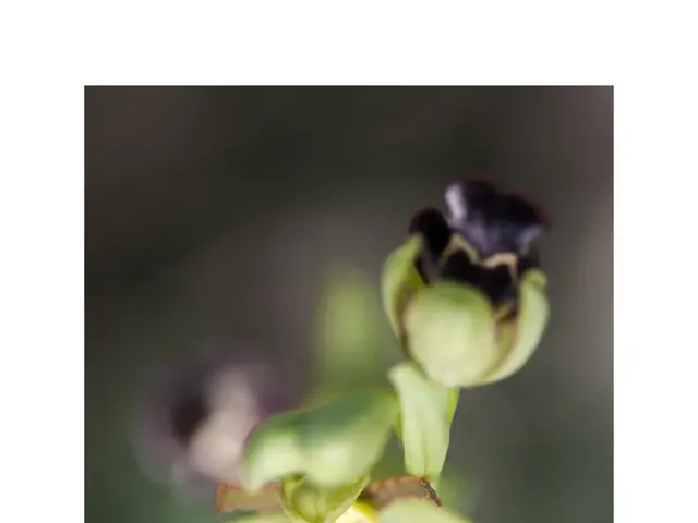 "Groove Again: Guidelines for Restoring your JBL Vibe Earbuds and Returning to Music Enjoyment"