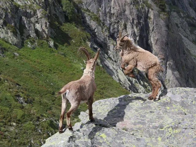 Installation Guide for Adminer 5.3.0 on Rocky Linux 9