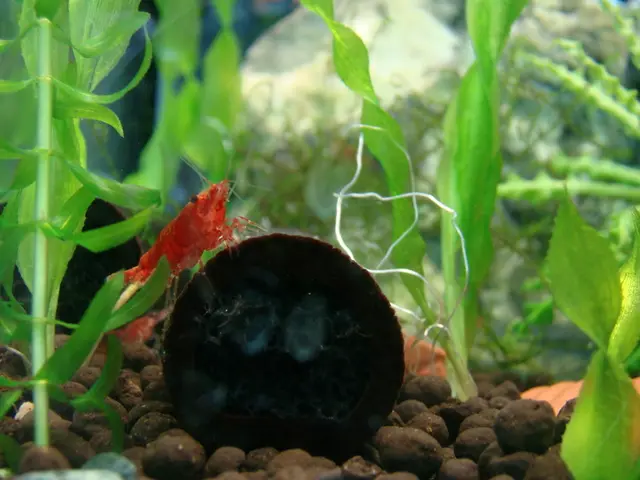 Plants will be left in awe as artificial photosynthesis promises to make them even greener.