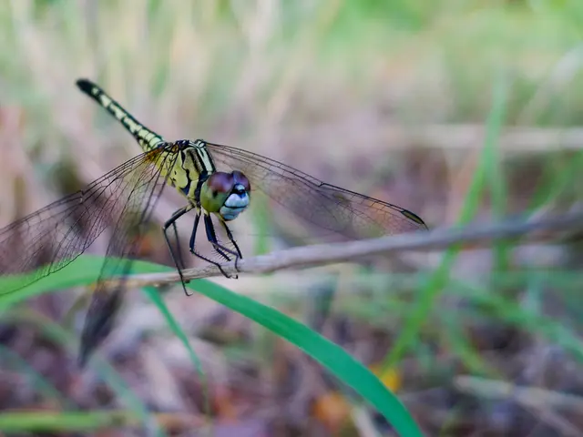 Weekly app highlight: StarDict, a versatile dictionary and encyclopedia app