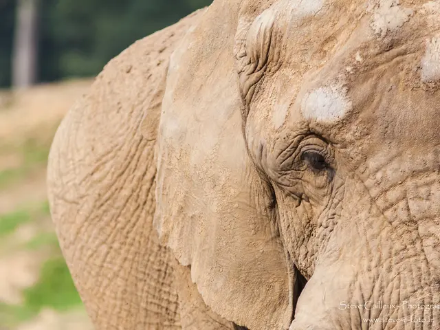 YouTube's Two-Decade Anniversary: Elephants, Brief 19-Second Clips, and the San Diego Zoo...