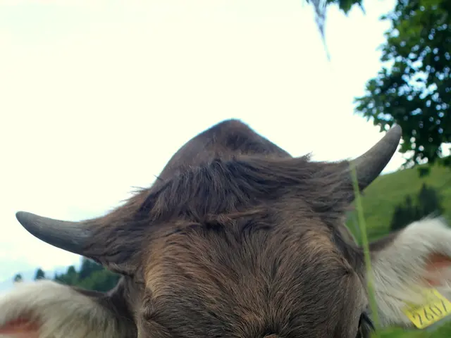 Rally in Cattle Prices Prompted by Beef's Ascendancy