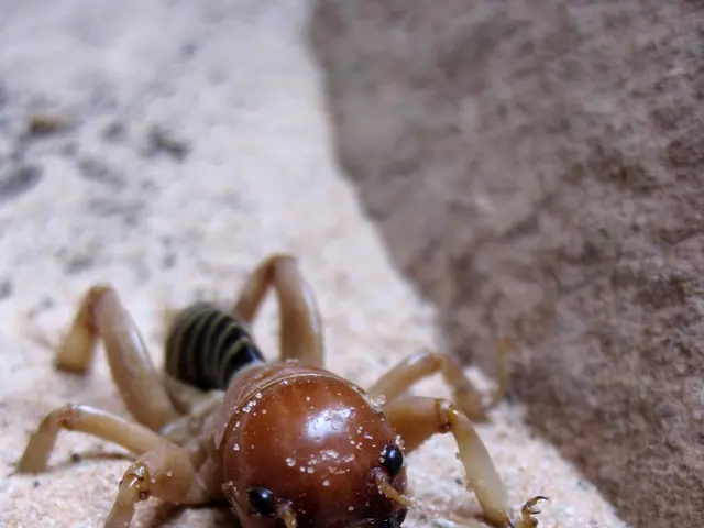 In-game items mysteriously vanishing in Dune: Awakening, developers suggest players stand idly by...