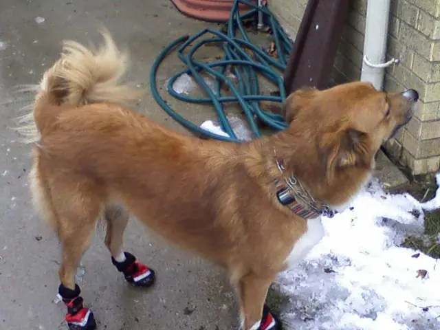 Investment Company Thumzup Pumps $2 Million into Dogecoin, Bolsters Position with DogeHash Mining...