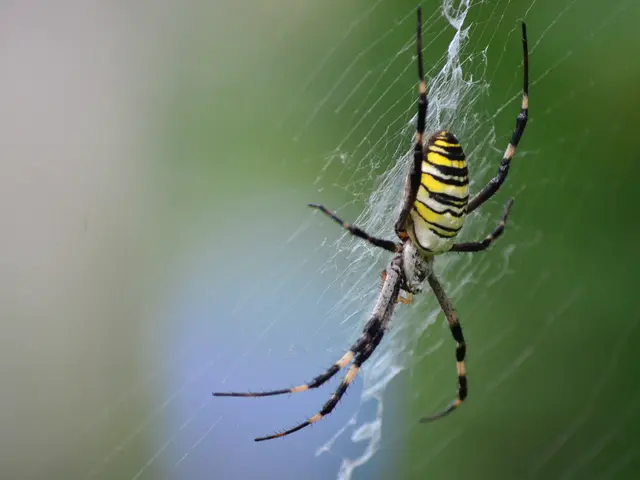 UK and U.S. authorities have accused and charged a pair of alleged spider hackers.
