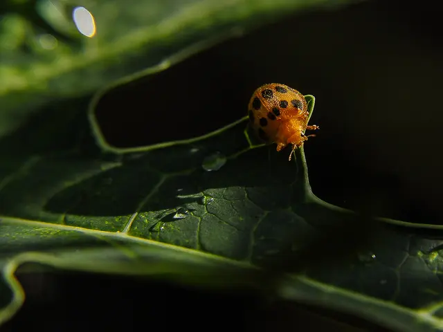 Resolves a Five-Year Disk Space Exploit Vulnerability in Bitcoin Core Nodes through Patch Update