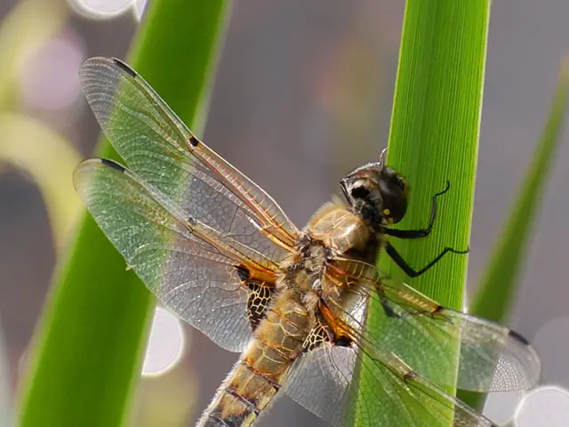 Distinguishing Characteristics and Actions of Locusts and Grasshoppers