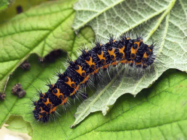 In this image we can see caterpillar on the leaves.
