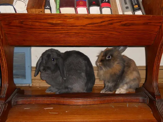 In this picture I can see 2 rabbits in front and on the rack I can see few books and I can see the...