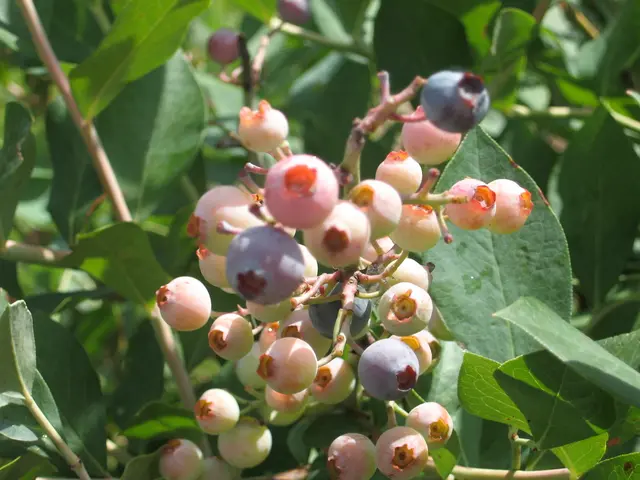 In this image, I can see leaves and a bunch of berry fruits to the stem.