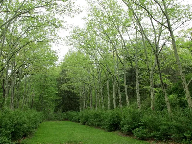 In this picture there is greenery around the area of the image and there is grassland at the bottom...